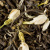 Чай зеленый Dammann Jasmin de Chine (Жасмин), пакетики 24x2 гр. Чай зеленый Dammann Jasmin de Chine (Жасмин), пакетики 24x2 гр.